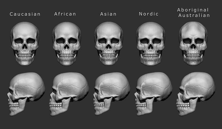 Difference Between Aboriginal Skull and Caucasian Skull