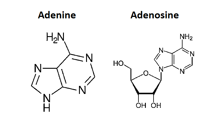 Difference Between Adenine and Adenosine