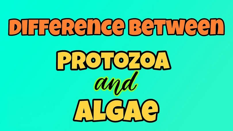 Difference Between Algae and Protozoa