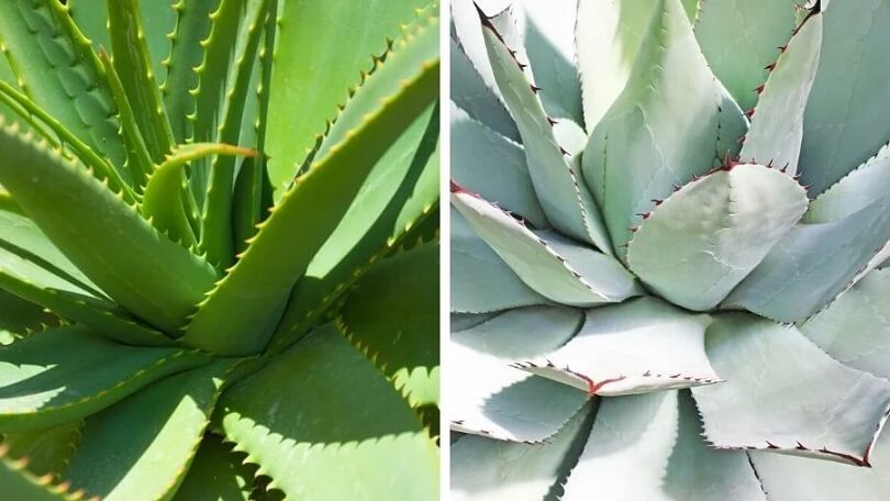 Difference Between Aloe and Aloe Vera