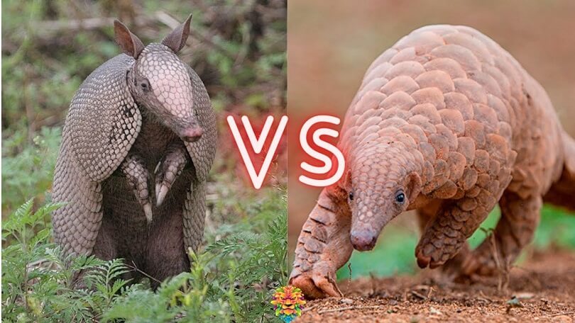 Difference Between Armadillo and Pangolin