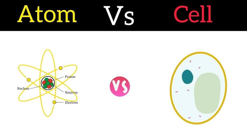 Difference Between Atom and Cell