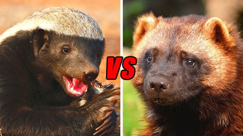 Difference Between Badger and Wolverine