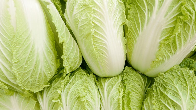 Difference Between Bok Choy and Napa Cabbage