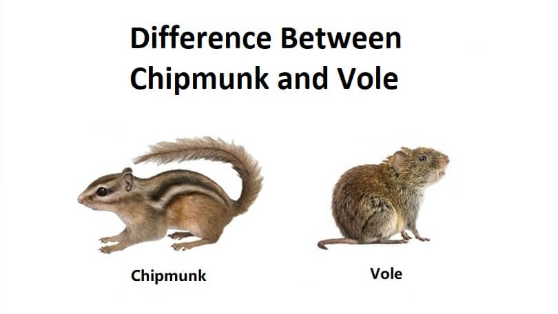 Difference Between Chipmunk and Vole