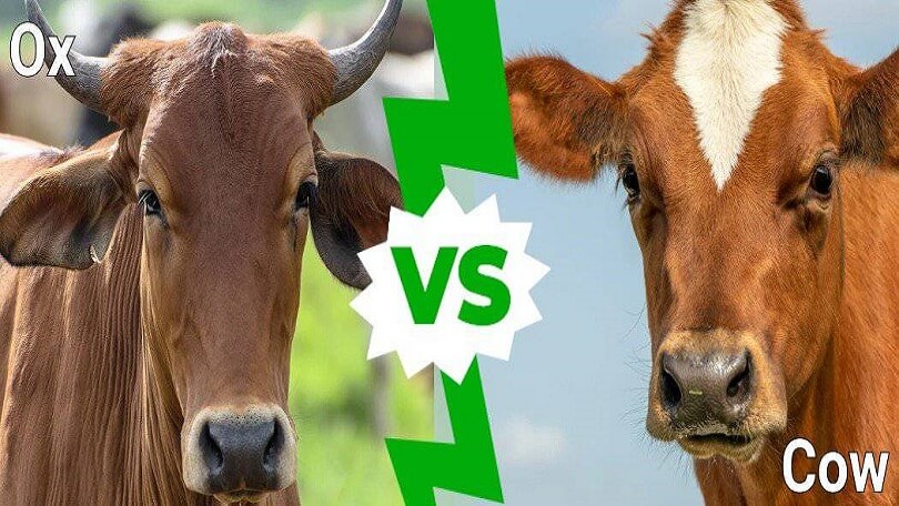Difference Between Cow and Ox