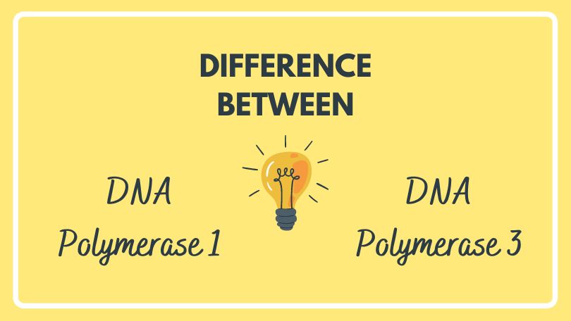 Difference Between DNA Polymerase 1 and 3
