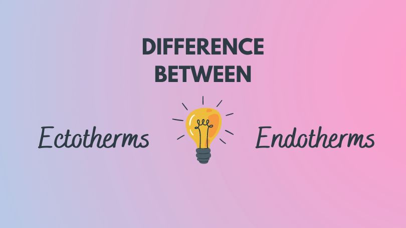 Difference Between Ectotherms and Endotherms