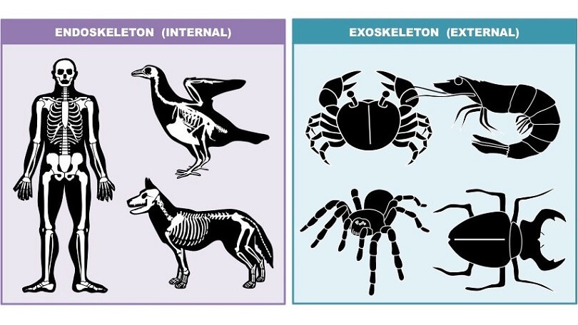 Difference Between Endoskeleton and Exoskeleton