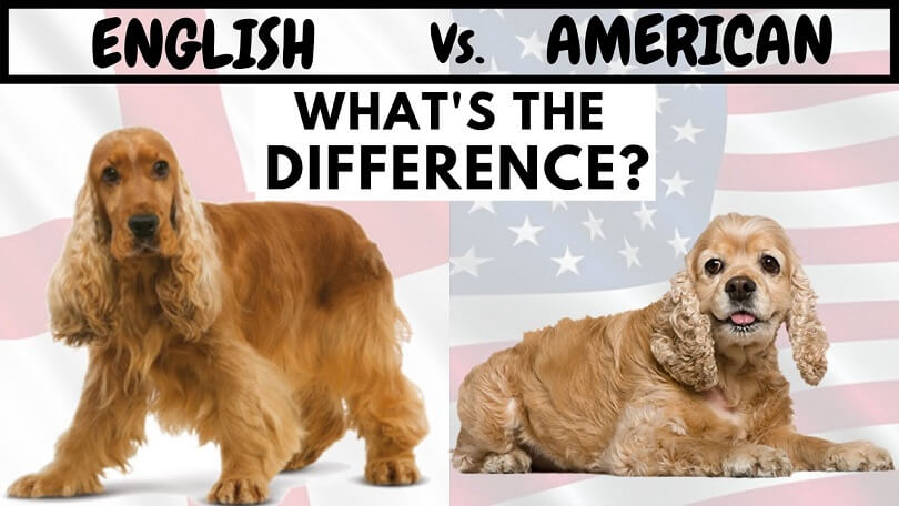 Difference Between English Cocker Spaniel and American Cocker Spaniel