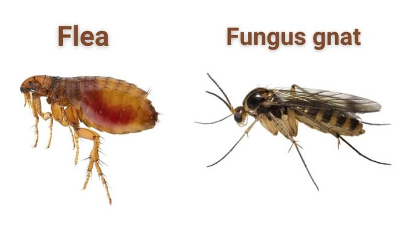 Difference Between Fleas and Gnats