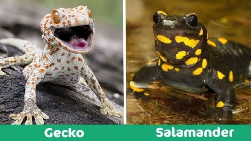 Difference Between Geckos and Salamanders