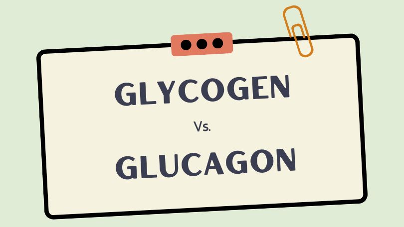Difference Between Glycogen and Glucagon