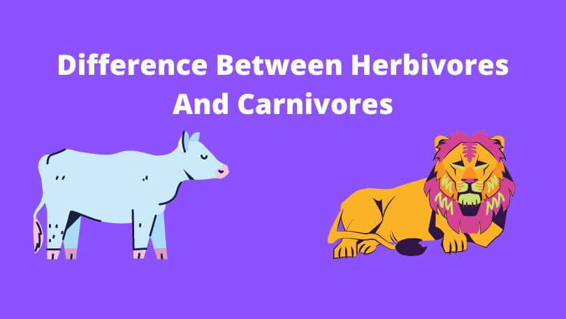 Difference Between Herbivores and Carnivores