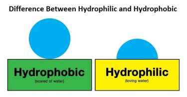 Difference Between Hydrophilic and Hydrophobic