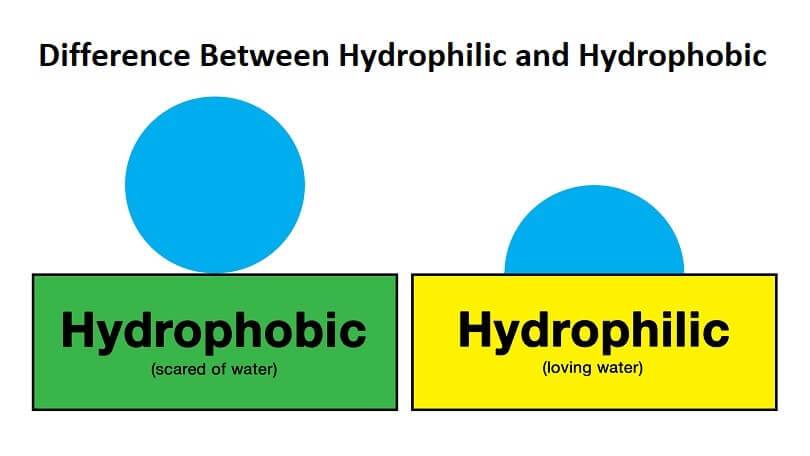 Difference Between Hydrophilic and Hydrophobic