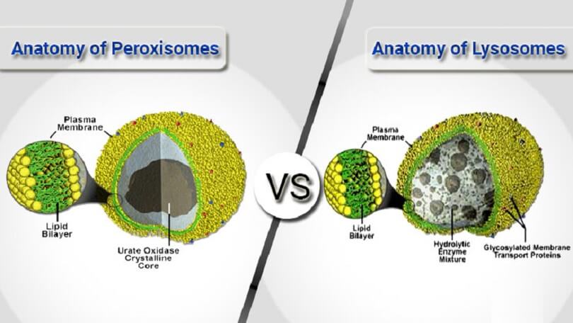 Difference Between Lysosome and Peroxisome