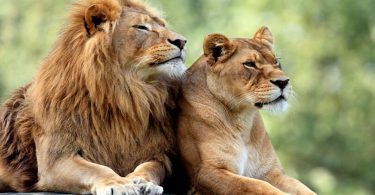 Difference Between Male and Female Lion