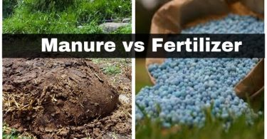 Difference Between Manure and Fertilizer