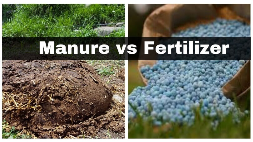 Difference Between Manure and Fertilizer