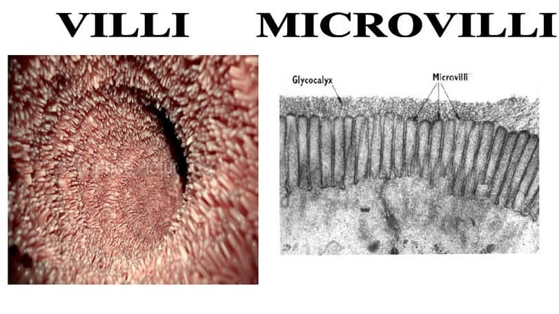 Difference Between Microvilli and Villi