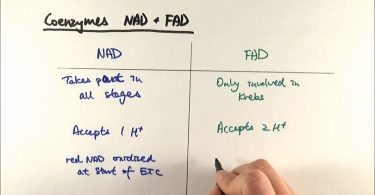 Difference Between NAD and FAD
