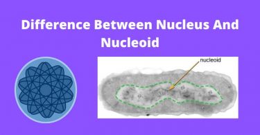Difference Between Nucleus and Nucleoid