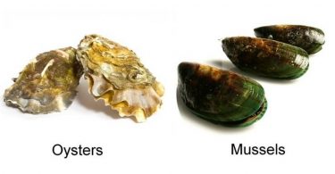 Difference Between Oysters and Mussels