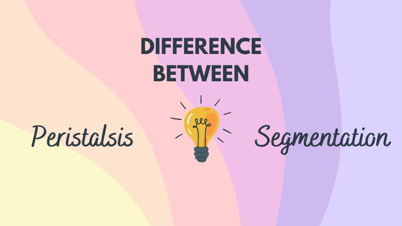 Difference Between Peristalsis and Segmentation