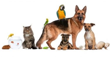 Difference Between Pets and Domestic Animals