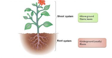 Difference Between Root and Stem