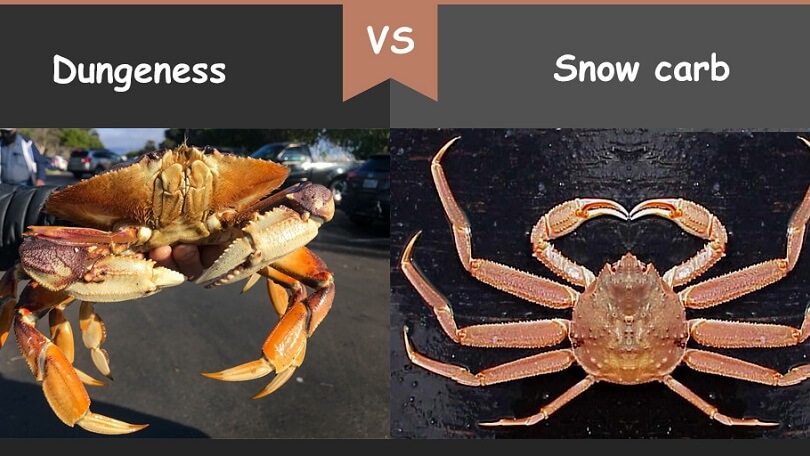 Difference Between Snow Crab and Dungeness