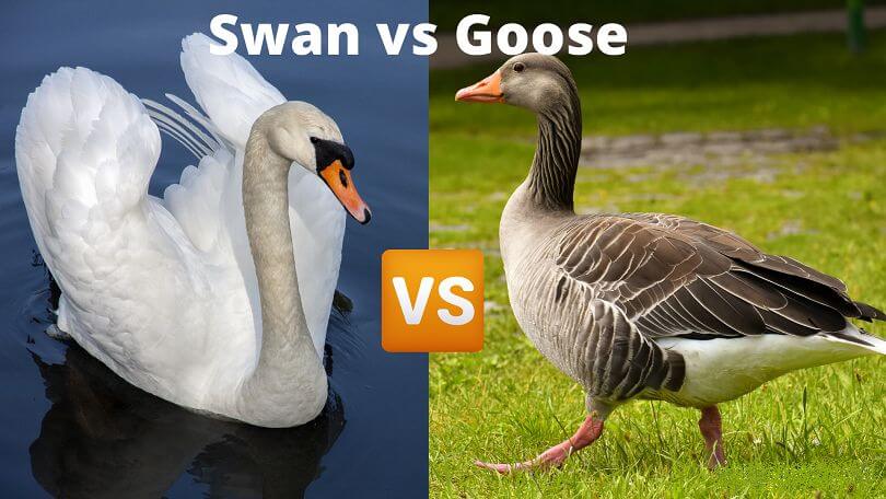 Difference Between Swan and Goose