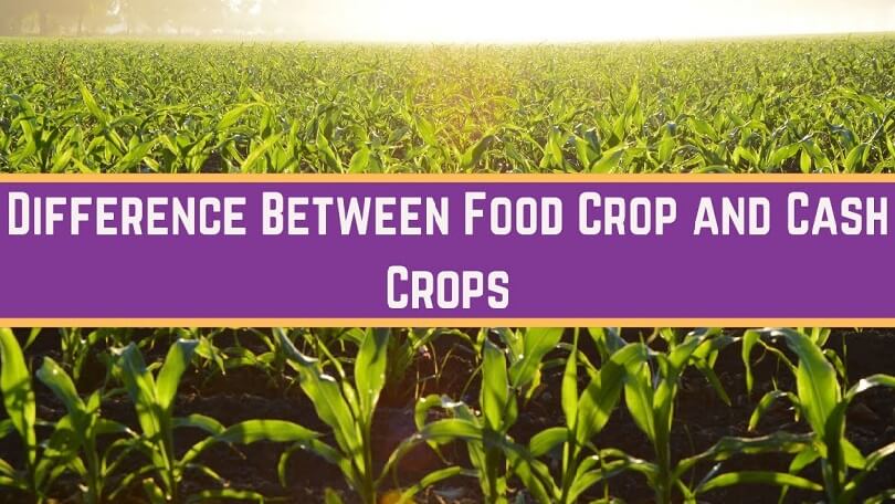 Difference between Cash crops and Food crops