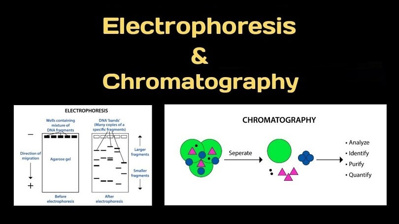 Difference between Electrophoresis and Chromatography