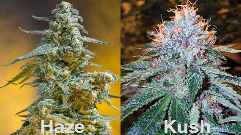 Difference between Kush and Haze