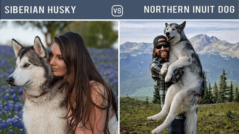 Difference between Northern Inuit and Husky