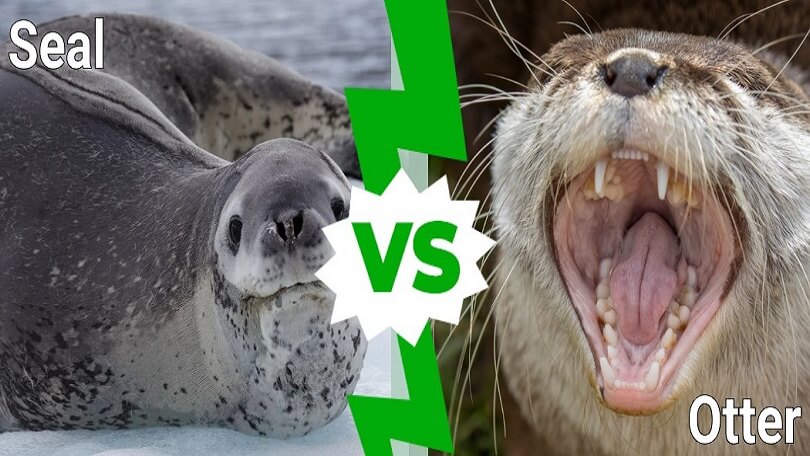 Difference between Otter and Seal