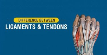 Difference between Tendon and Ligament